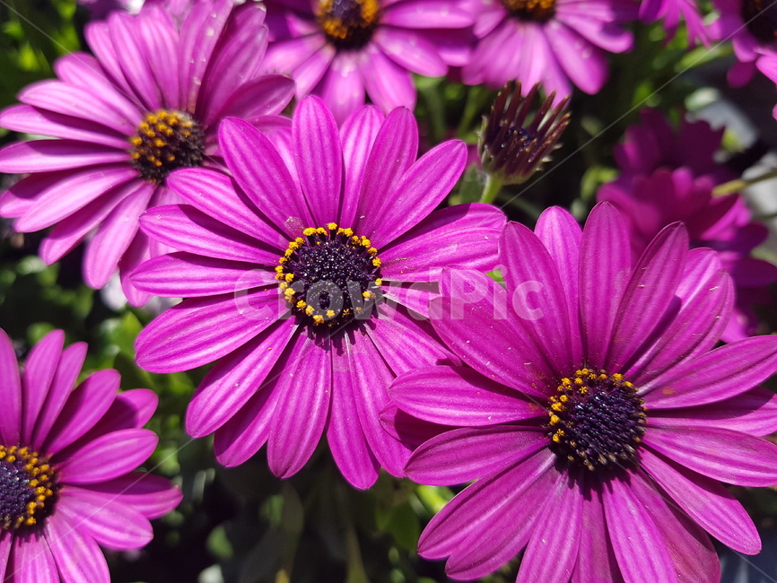 디모르포세카,봄,보라색,주변,flower,꽃밭,가든,정원,특이색감