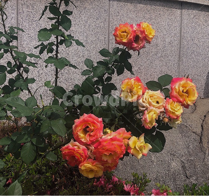 꽃,장미,식물,flower,rose