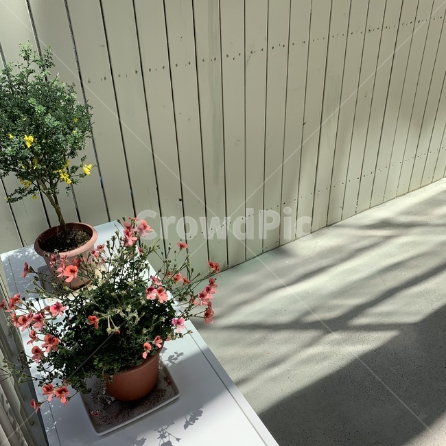 꽃,화분,베란다,봄,가을,카페,햇빛