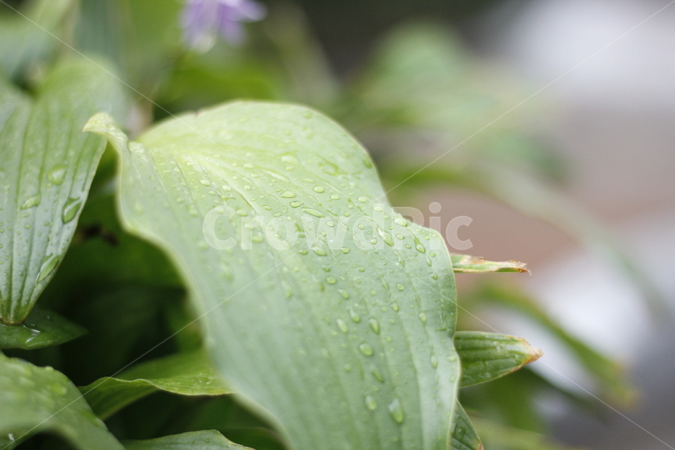 자연,풀,이슬,비,물방울,식물,잎,plant,leaf,waterdrop,식물,자연,plants,nature