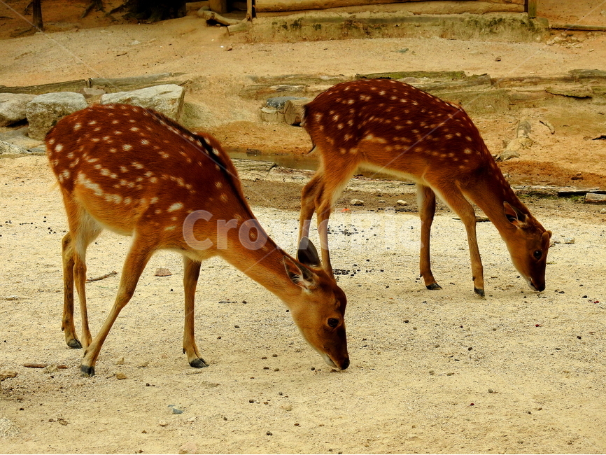 동물,사슴,짐승,animal,deer,동물,animal,포유류,mammal