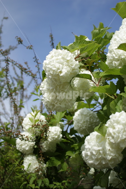 불두화,하얀꽃,꽃,봄꽃,여름꽃,푸름,식물,자연,plants,nature,꽃,flower