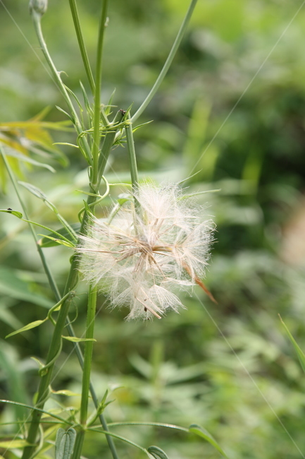 식물,꽃,flower,plant,자연,식물,자연,plants,nature