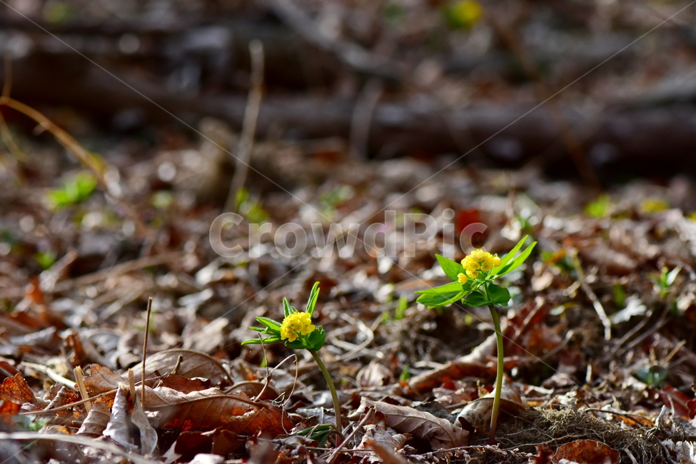 한계령풀,야생화,봄,꽃,풀꽃,자연,식물,식생,plants,nature,spring,season,flower