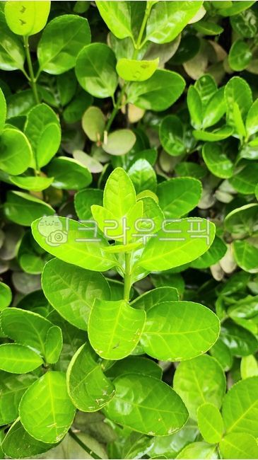 fence tree,evergreen tree,fence landscaping tree,leaf,fence,Is it a fence