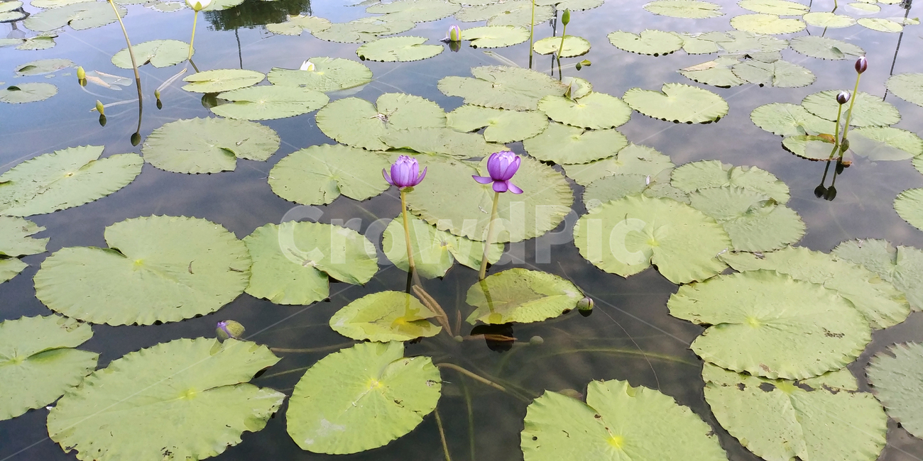 연꽃,물,잎,보라색꽃,가시연,7월,8월,아름다움,plant,식물,flower,blossom,water,nature,자연