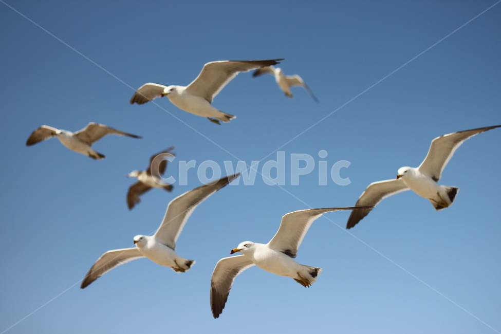 갈매기,비행,seagull,하늘,갈매기때,sky,푸른,맑은