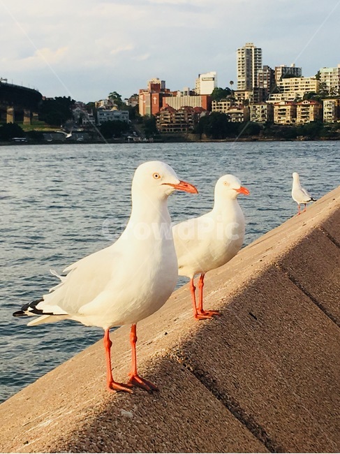 호주,비둘기,새,조류,바다,동물,animal,조류,새,birds