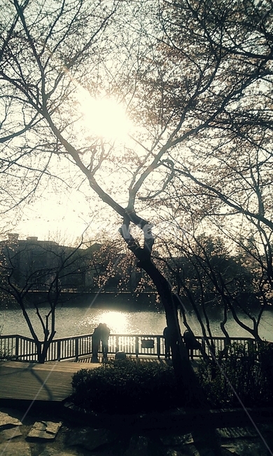 연못,봄,벚꽃,하늘,호수,여유,따듯함,풀,나무,봄하늘,휴식,감성,그림자,태양,빛,자연,풍경,nature,landscape,banister,난간,handrail,railing,light,flare,플레어
