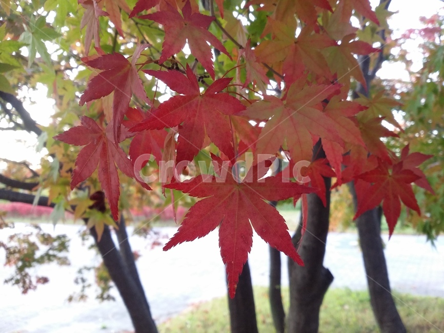 leaf,잎,plant,식물,tree,나무,maple,단풍,식물,자연,plants,nature