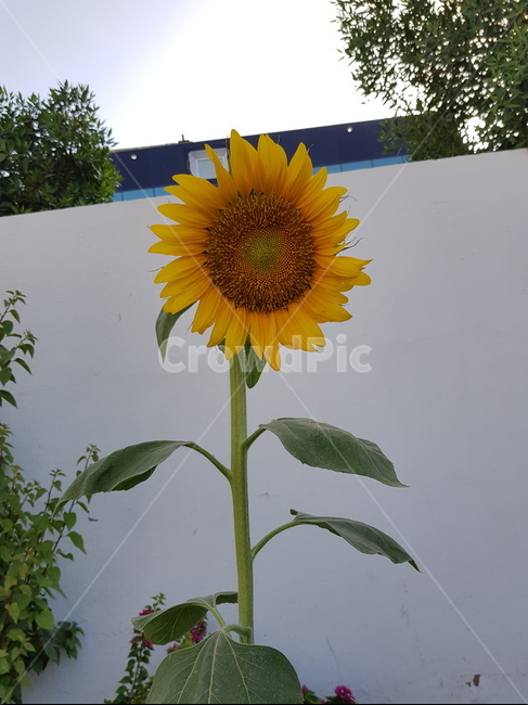 꽃,해바라기,노란꽃,식물,plant,flower