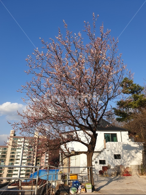 벚꽃,벚꽃나무,한적한,맑은,한그루