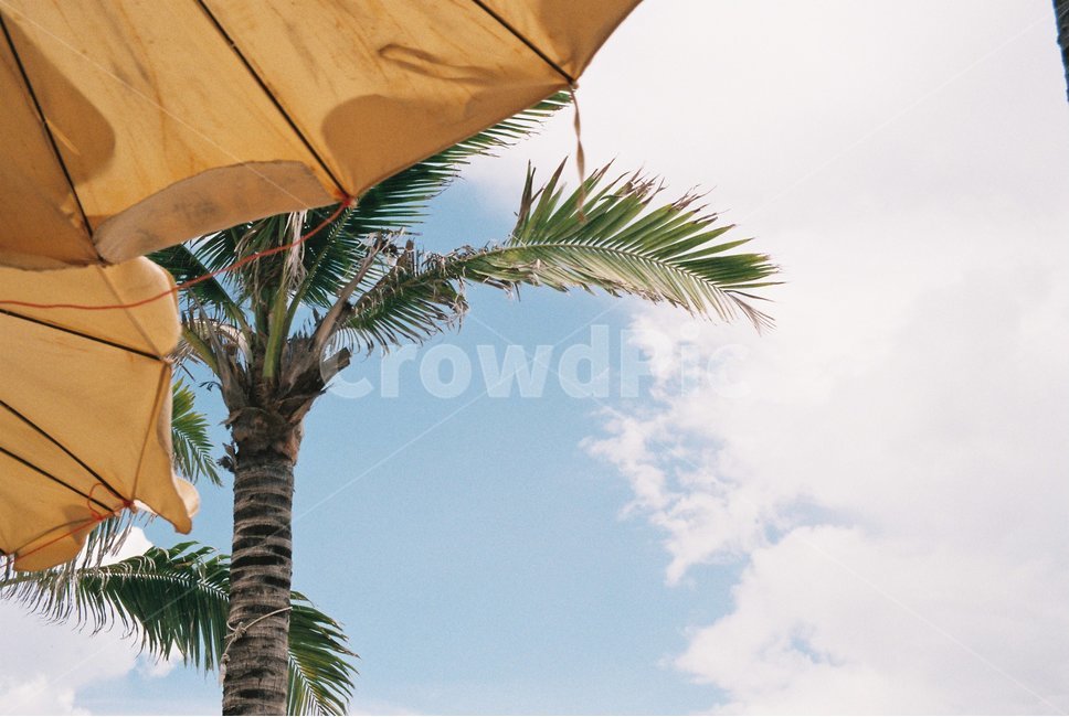 야자수,파라솔,하늘,여유,palmtree,힐링,조용한,동남아,여름,계절,summer,season,자연,풍경,nature,landscape,식물,plants,나무,trees,wood,tree,palm tree,plant