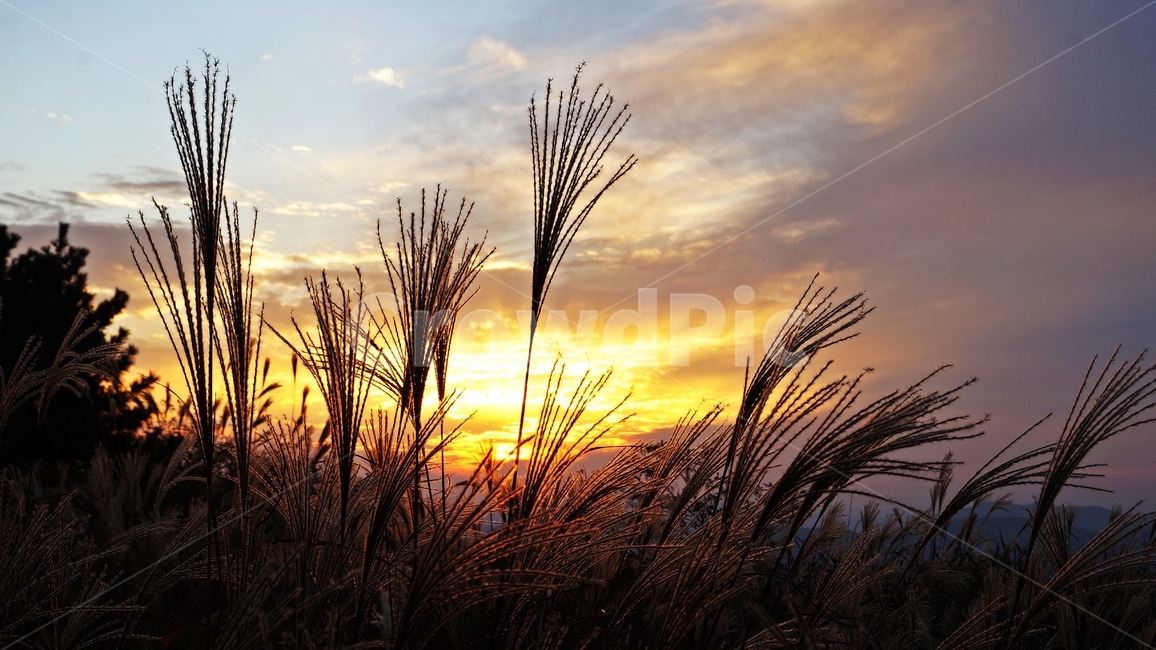 가을,억세,억세풀,가을산,가을풍경,자연,풍경,nature,landscape,grass,잔디,plant,식물,lawn