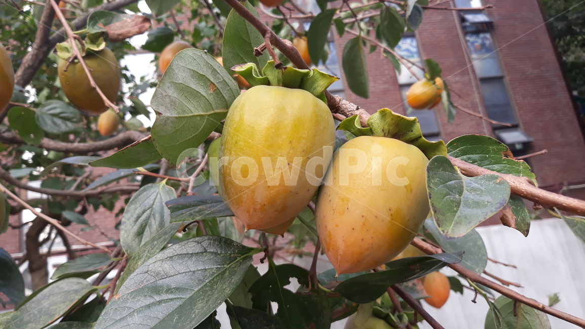 plant,식물,fruit,과일,food,음식,persimmon,감,익어가는감,과일숙성,가을과일,계절,덜익은감,감나무