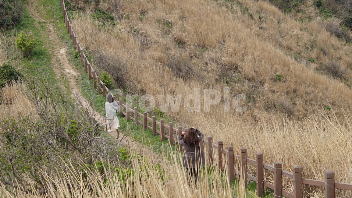 관음도,갈대,울릉도,plant,식물,grass,잔디,human,인간,person,사람,감성