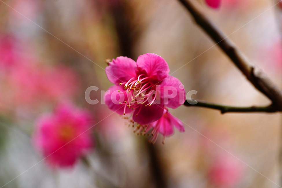 홍매화,한국자연,꽃,꽃사진,플라워,flower,봄,봄꽃,spring,식물,plants,자연,nature,풍경,landscape,계절,season,snap,스냅,접사,macro,closeup,클로즈업,감성사진,감성,힐링,healing,느낌,feel,feeling,꽃밭,화단,나무,나뭇가지,tree,꽃봉오리,4월,April,봄,계절,spring,season,식물,자연,plants,nature,꽃,flower,plant,blossom