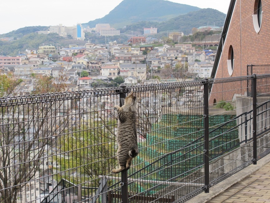 고양이,탈출,길고양이,자유,cat,free,감성적,일본,japan,escape