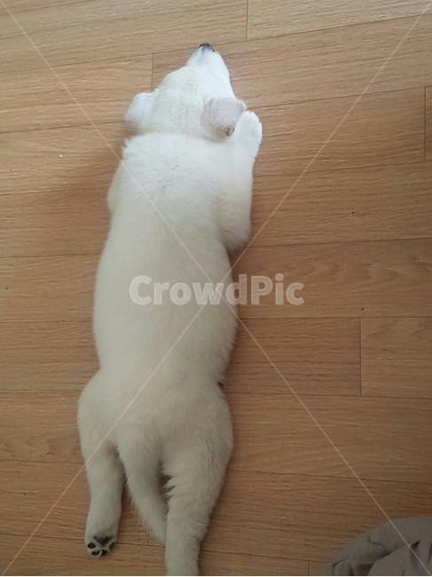 강아지,애완견,귀여운강아지,애완동물,풍산개,dog