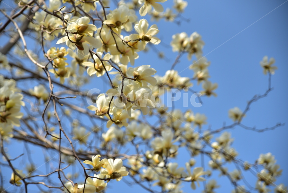 plant,식물,blossom,꽃,flower