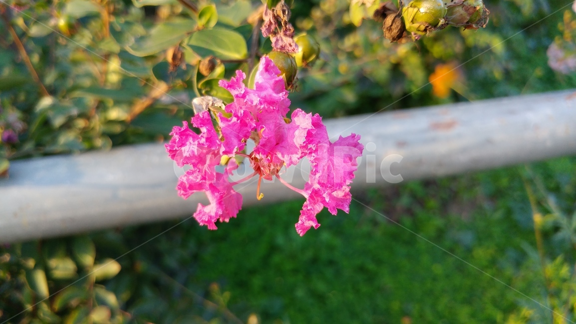 가을,꽃,자연,정원,초록,식물,자연,plants,nature,꽃,flower