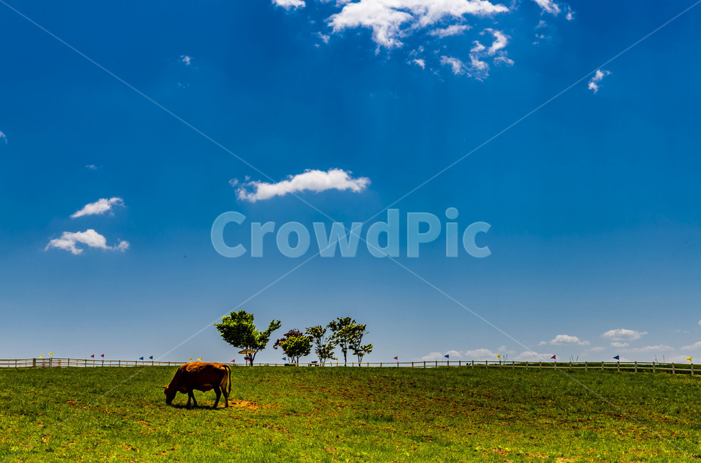 목장,안성팜랜드,초원,하늘,구름,방목,소,자연,풍경,nature,landscape,동물,animal,포유류,mammal,cattle,가축,cow,outdoors,옥외,grassland,목초지,field,들,rural,농촌,farm,농장