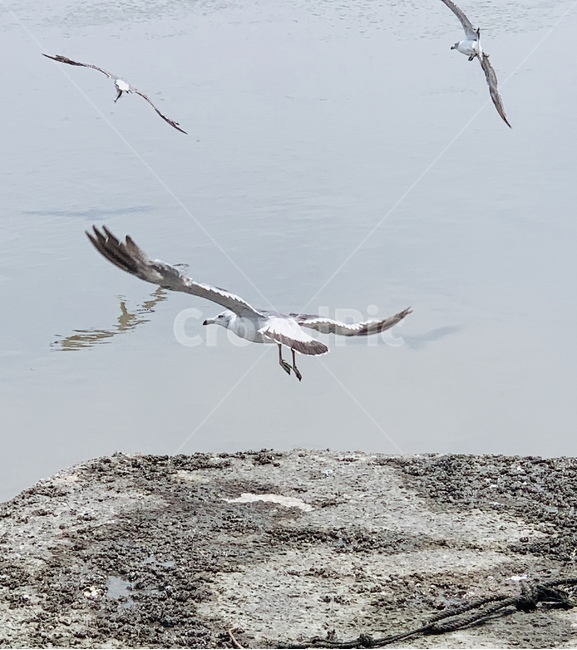 갈매기,날으는갈매기,활강,조류,새,fly,flying,bird,seagull,gull,fliyingseagull