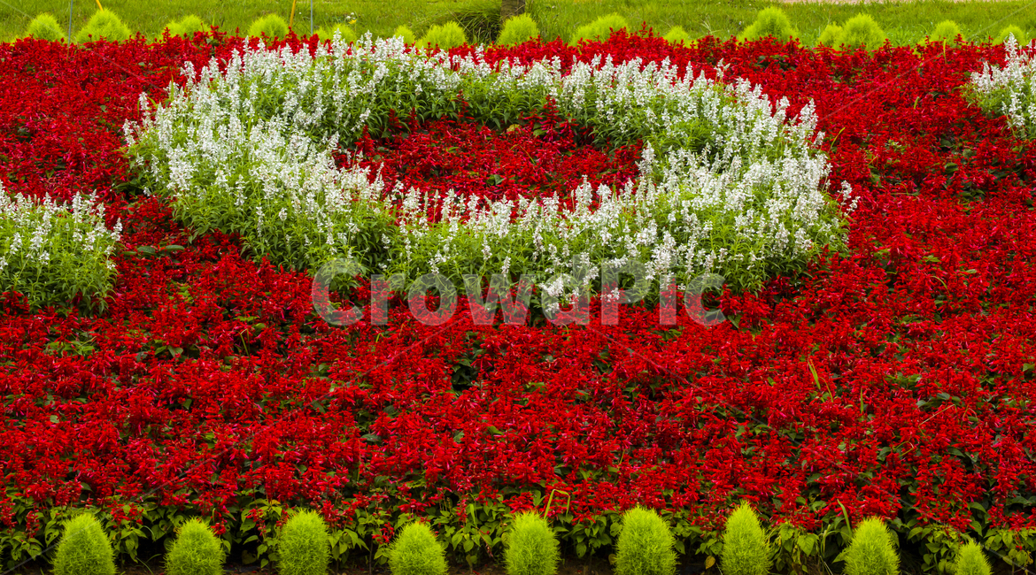 풍경,축제,백합축제,태안백합축제,태안,백합,식물,꽃,화초,꽃밭,알뿌리,알뿌리꽃,여름,여름꽃,8월,태안반도,안면도