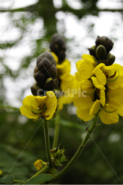 꽃,식물,flower,plant,color,식물,자연,plants,nature,꽃,flower