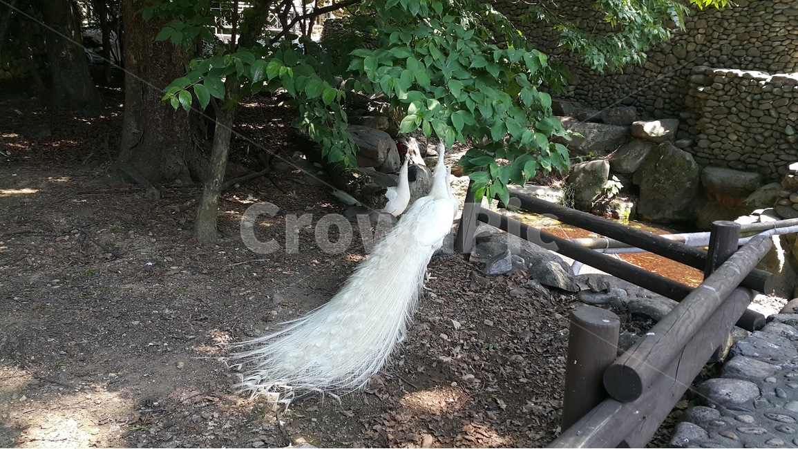공작,마당,동물원,흰공작새,나뭇잎,peacock