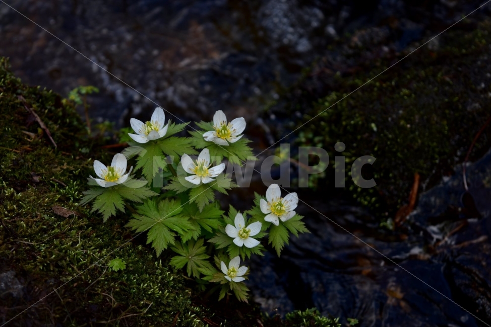 모데미풀,봄,야생화,꽃,청태산,강원도,봄꽃,고산야생화,감성,wildflower,산꽃,봄야생화,계곡,이끼,꽃말,슬픈추억,아쉬움,MegaleranthissaniculifoliaOhwi,금매화아재비,운봉금매화,식물,자연,식생,생태,식물,자연,plants,nature,꽃,flower