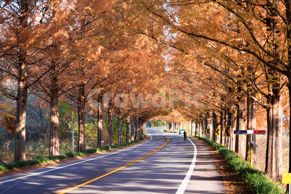 가을,담양,메타세콰이어,단풍,풍경,배경화면,오후빛,가을,계절,fall,autumn,season,자연,풍경,nature,landscape,road,도로,asphalt,아스팔트,plant,식물,tree,나무,highway,고속도로,freeway,고속 도로