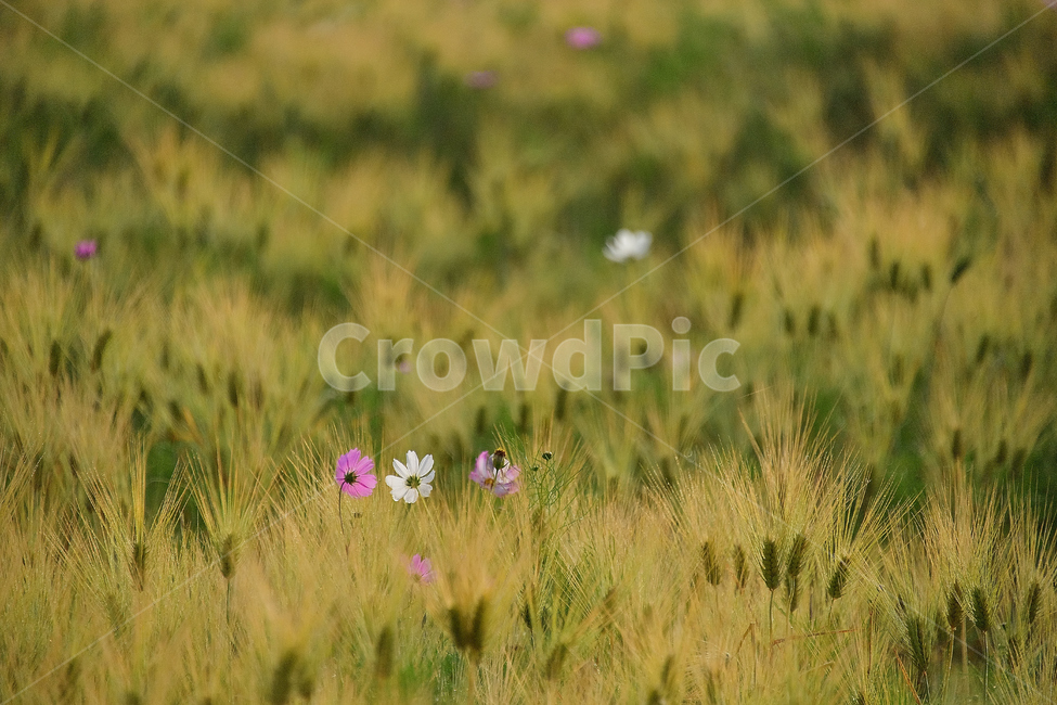 보리,보리밭,코스모스,가을,여름꽃,꽃,가을,계절,fall,autumn,season,식물,자연,plants,nature,꽃,flower,plant,vegetation,초목,outdoors,옥외,grassland,목초지,field,들