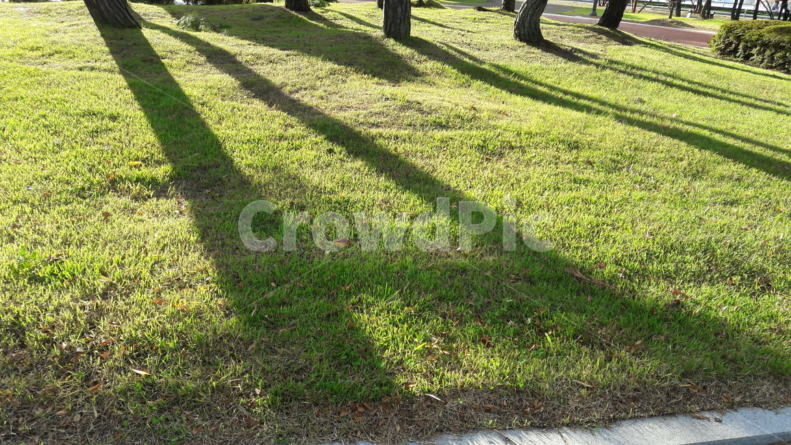 grass,잔디,plant,식물,그림자,나무,공원,휴식,쉼,정원