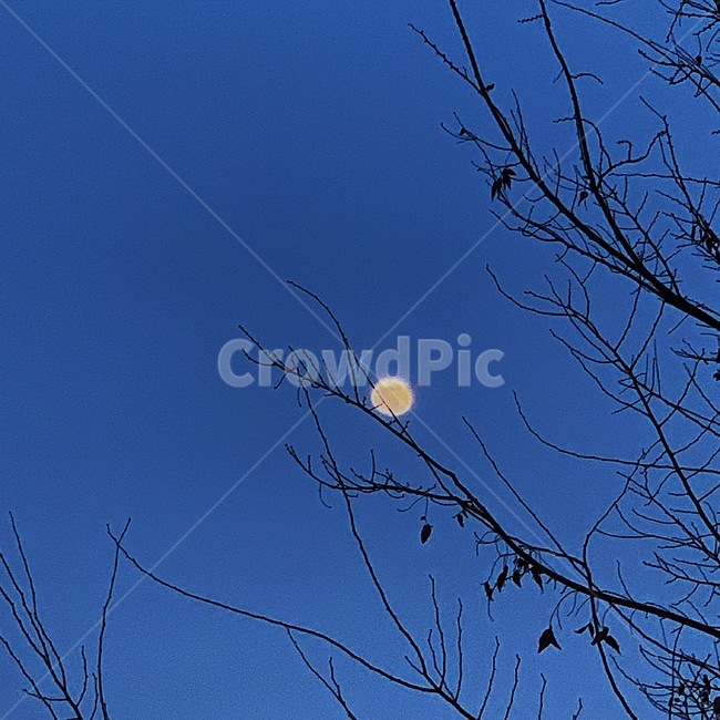 moon,달,night,밤,나뭇가지