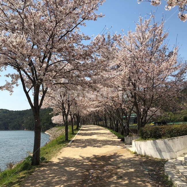 plant,식물,blossom,벚꽃,flower,봄,꽃