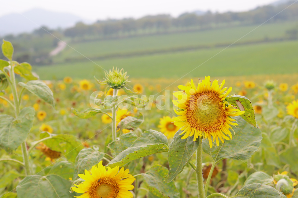 해바라기,꽃,여름,감성,색감,계절,추억,sun,flower,plant,color