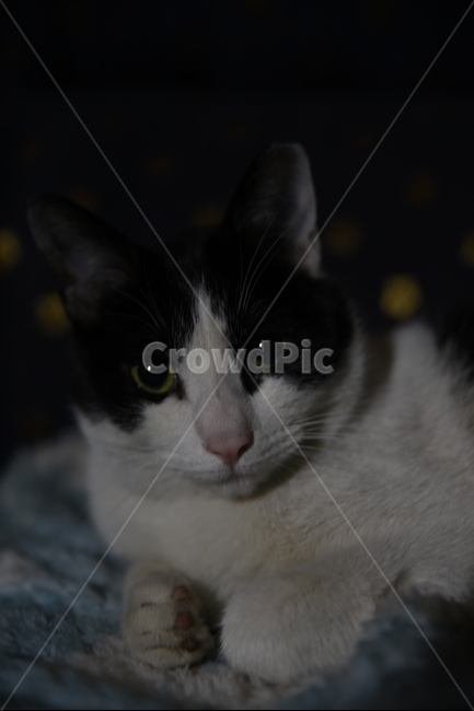 고양이,냥이,길냥,길고양이,cat,kitten,kitty,동물,animal,포유류,mammal,고양이,cat,kitten,kitty