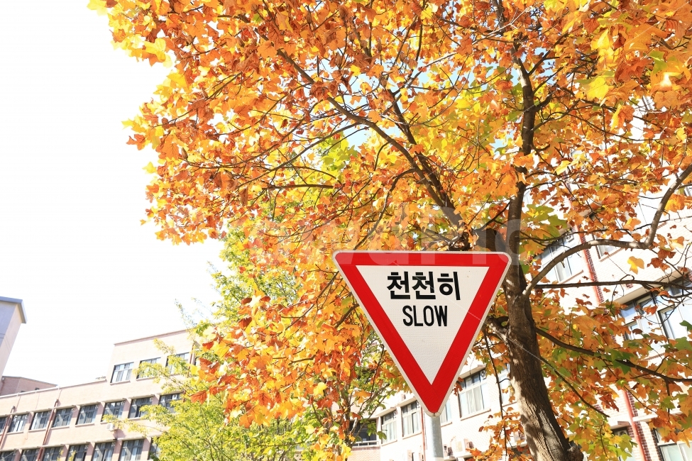 가을,표지판,자연,나무,감성,배경,landscape,tree,가을,계절,fall,autumn,season,식물,자연,plants,nature,나무,trees,wood,교통,교통수단,traffic,transportation