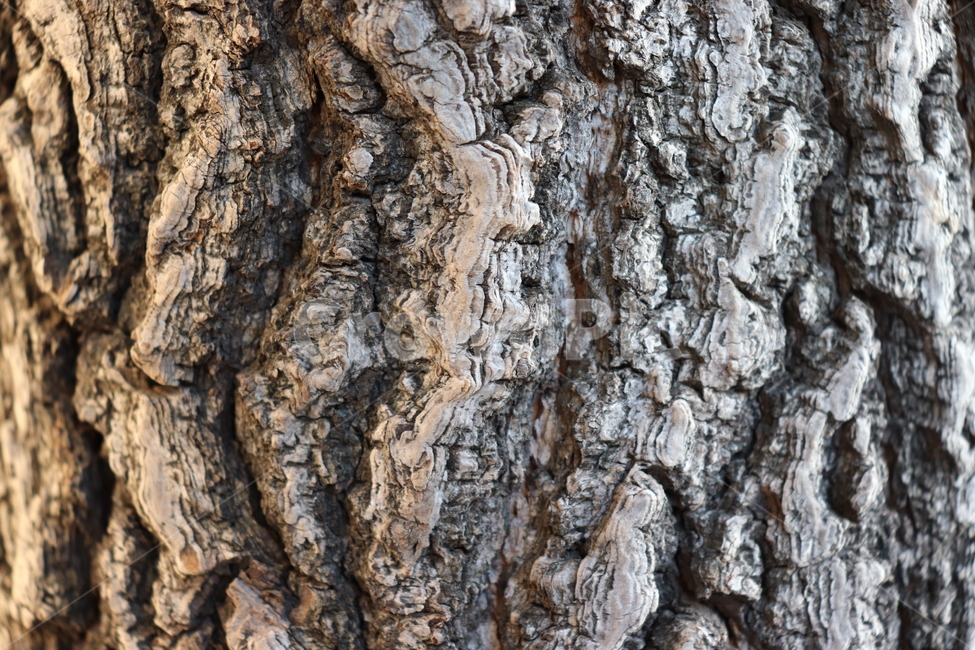 주름,인테리어,확대,나무,디자인,명암,나무,trees,wood