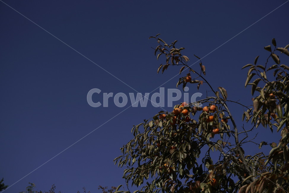 하늘,나무,감나무,감,나뭇가지,식물,plant,sky
