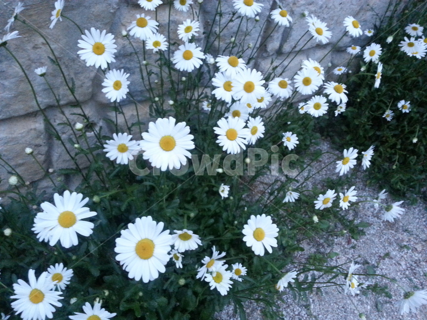 꽃,flower,플라워,들꽃,흰꽃,식물,자연,plants,nature,꽃,flower
