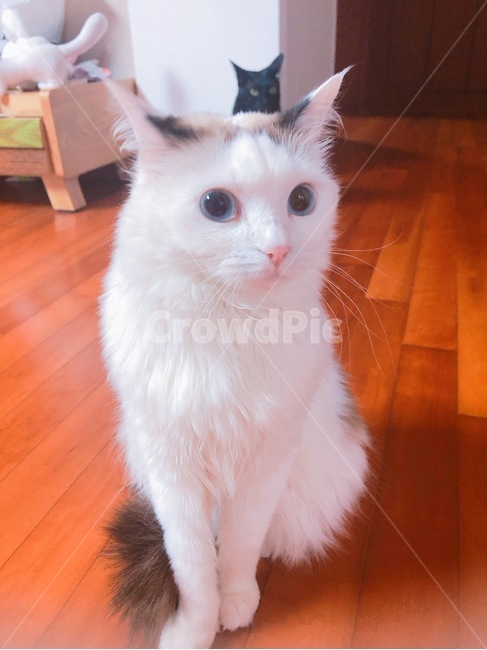 고양이,흰색,흰고양이,야옹이,파란눈,파랑,동물,animal,포유류,mammal,고양이,cat,kitten,kitty