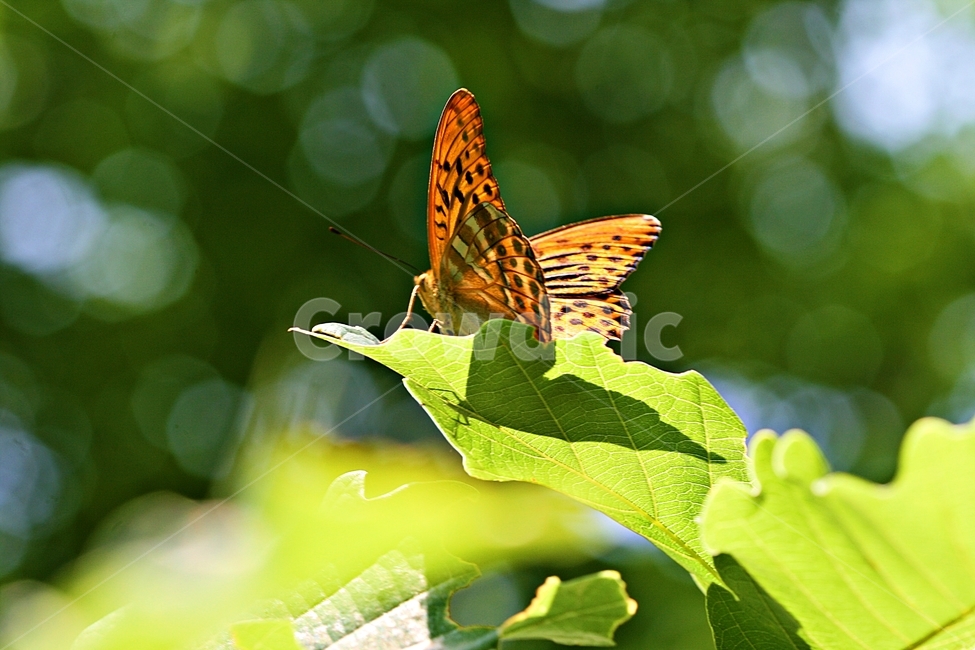 곤충,벌레,식물,자연,공원,동물,animal,곤충,벌레,insect,bug