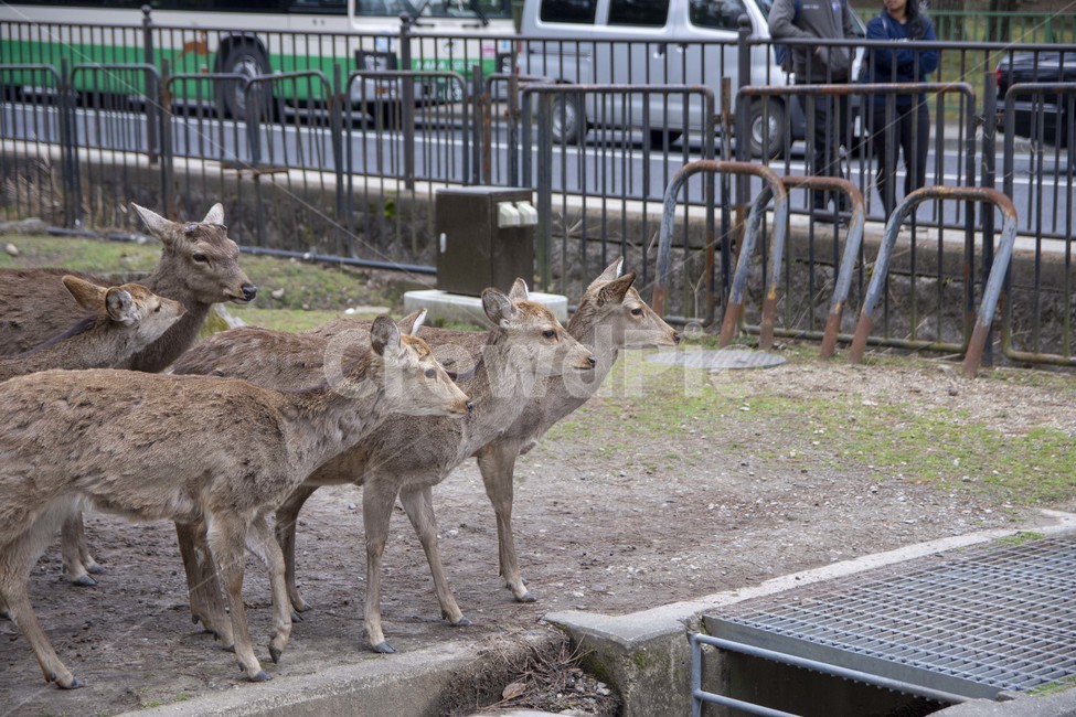 deer,사슴,mammal,포유류,wildlife,야생생물,animal,동물,포유류,mammal