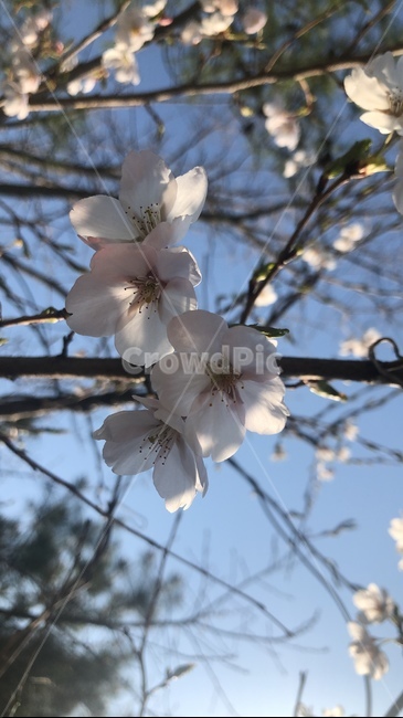 벚꽃,봄,자연,벚꽃근접샷,따뜻한,감성,꽃,식물,자연,plants,nature,꽃,flower