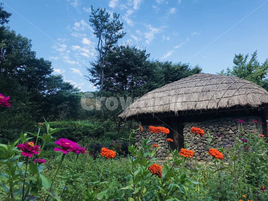 꽃,초가집,옛날,여름,집,한국전통,한국문화,korean traditional,korean culture,건축물,건물외관,exterior,building,structure,architecture,construction
