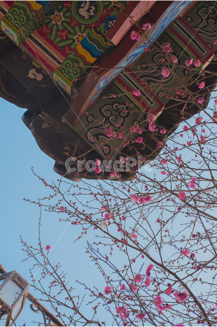 홍매화,매화,풍경,자연,꽃,봄,계절,spring,season,한국전통,한국문화,korean traditional,korean culture,식물,자연,plants,nature,꽃,flower