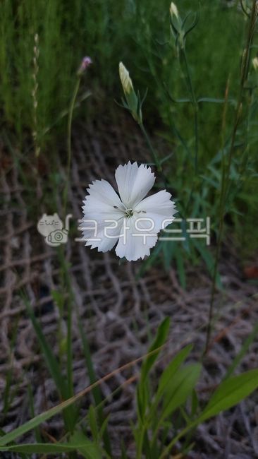 패랭이꽃,석죽과,패랭이꽃속,chinensis,flower,꽃,petal,꽃잎,잎,leaf,식물,plant