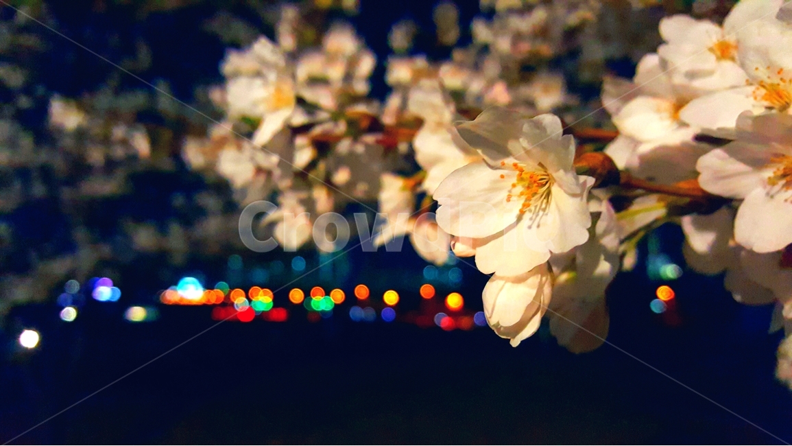 벚꽃,밤,꽃,봄,보케,봄,계절,spring,season,야경,밤,풍경,nightscape,night,landscape,식물,자연,plants,nature,꽃,flower,plant,blossom,petal,꽃잎